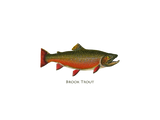 Discover Brook Trout Male (Spawning Phase)