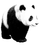 Discover Black & White Panda