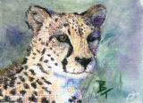 Discover Cheetah Portrait aceo Boys T