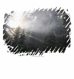 Discover Fog & Sun Beams in a Washington Forest