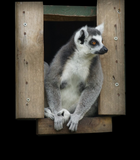 Discover Ring Tailed lemur T