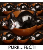 Discover Kittens in a Bowl with Pattern
