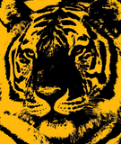 Discover Black Yellow Pop Art Tiger