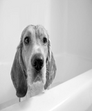 Discover Beagle Dog Bath Time