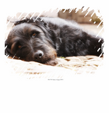 Discover portrait of black dog lying in yard