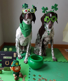 Discover St. Patrick's Day Dogs Party Ladies Raglan