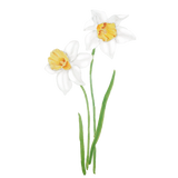 Discover 2 white daffodils flowers
