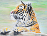 Discover Curious Tiger Painting