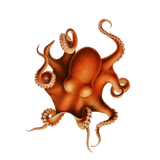 Discover Octopus - Five Polo