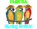 Discover Florida Spring Break Parrot T's