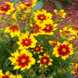 Discover Photo of sunny red and yellow Coreopsis Flowers