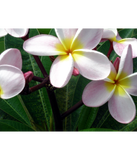Discover Hawaiian Plumeria Flowers