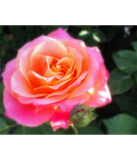 Discover Pretty Pink and Orange Rose Macro Photo