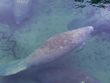 Discover Manatee Swimming Florida Nature Wildlife