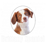 Discover Brittany Spaniel Traits Sweat