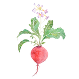 Discover red radish watercolor