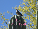 Discover Cactus Dove