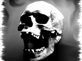 Discover Hysteriskull Laughing Human Skull