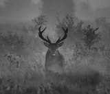 Discover Deer In The Mist