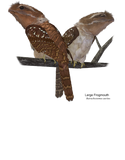 Discover Large Frogmouth
