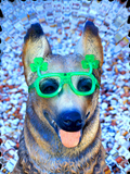 Discover Cute dog with glasses