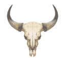 Discover Old Cow Skull