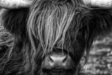 Discover Scottish Highland Bull, Scotland