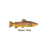 Discover Brown Trout (titled)