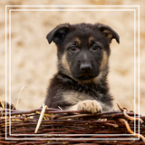Discover German Shepherd Puppy In Basket