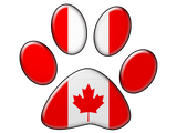 Discover Canadian patriotic cat