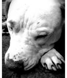 Discover harry potter scar dog white pit bull