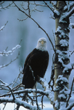 Discover Ladies LS T / Bald Eagle in Winter Snow