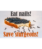 Discover Eat Nails Save Sturgeons!