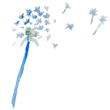 Discover wildflower dandelion
