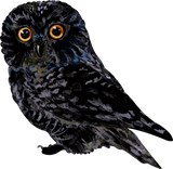 Discover Black owl Canvas 3/4 Sleeve Raglan