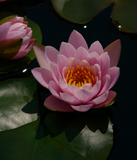 Discover Pink Lotus Waterlily
