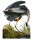 Discover Great Blue Heron, John James Audubon