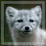 Discover Getty Images | Arctic Fox Kit