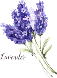 Discover Pretty Watercolor  Lavender Flowers