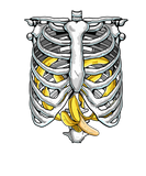 Discover Funny Rib Cage Skeleton X-ray Banana Halloween Laz