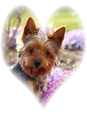 Discover Yorkshire Terrier  photo custom