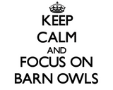 Discover Keep calm and focus on Barn Owls