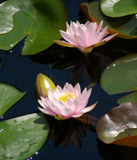 Discover Pink Lotus Waterlilies