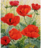 Discover Large Red Poppies