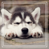 Discover Sweet Siberian Husky Puppy Sleeping