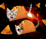 Discover Cats inside space tacos
