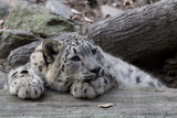 Discover Bored Snow Leopard Cub