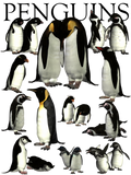 Discover Penguins of the World
