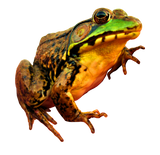 Discover Big Bullfrog Dark T