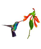Discover Hummingbird & Flower Wildlife Birdlover Gift